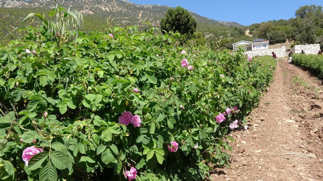 Göl manzaralı, gül kokulu bahçelerde hasat keyfi! Litresini 12 bin euroya satıyorlar 22